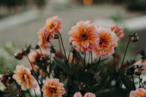 Colleen Hurst